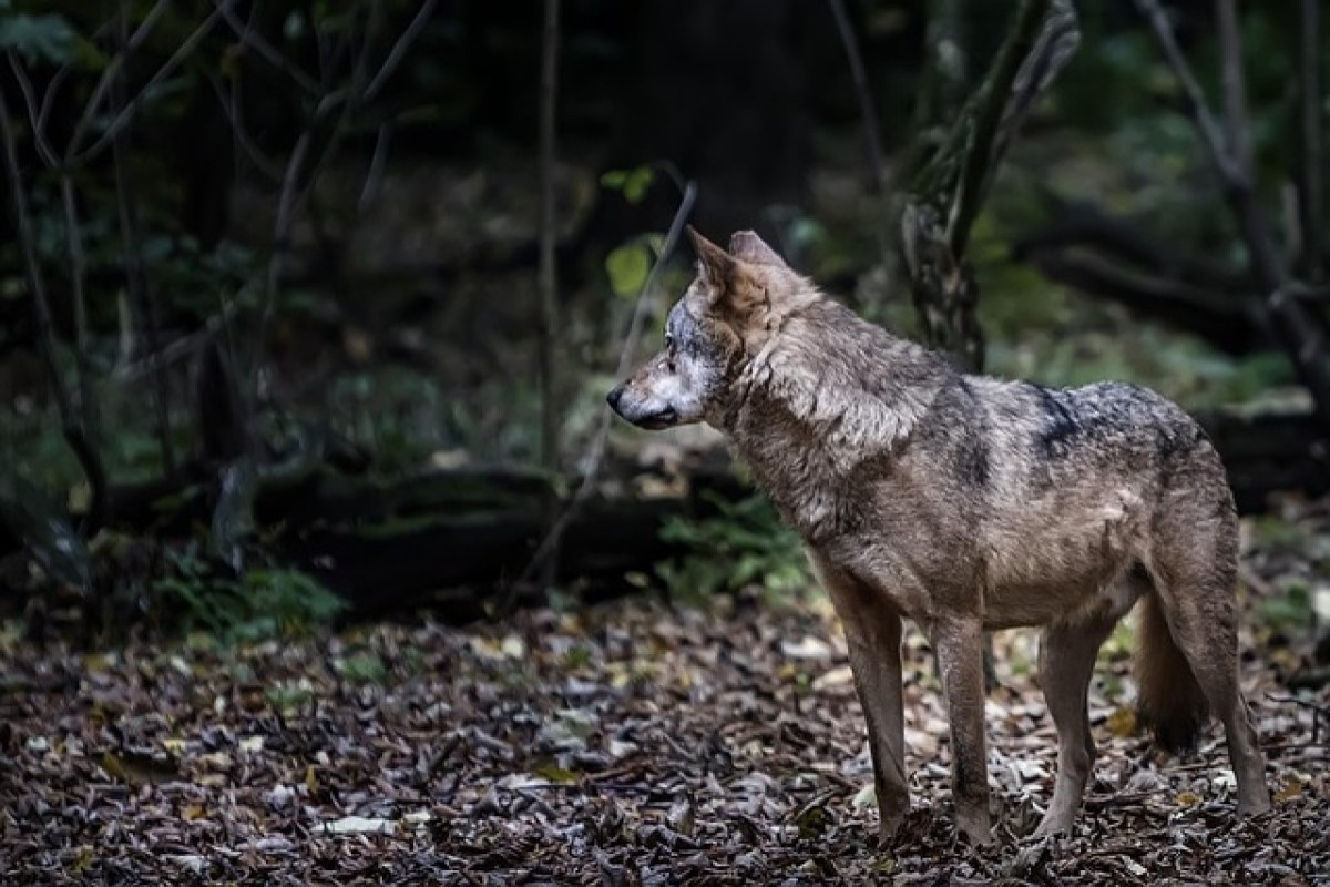 Graubünden will Phantomrudel schiessen