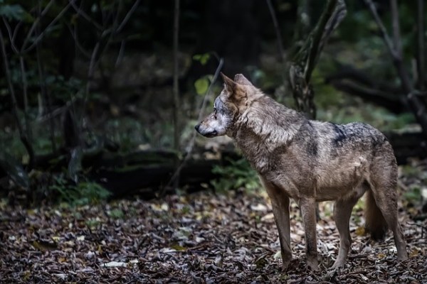I Grigioni vogliono abbattere un branco fantasma
