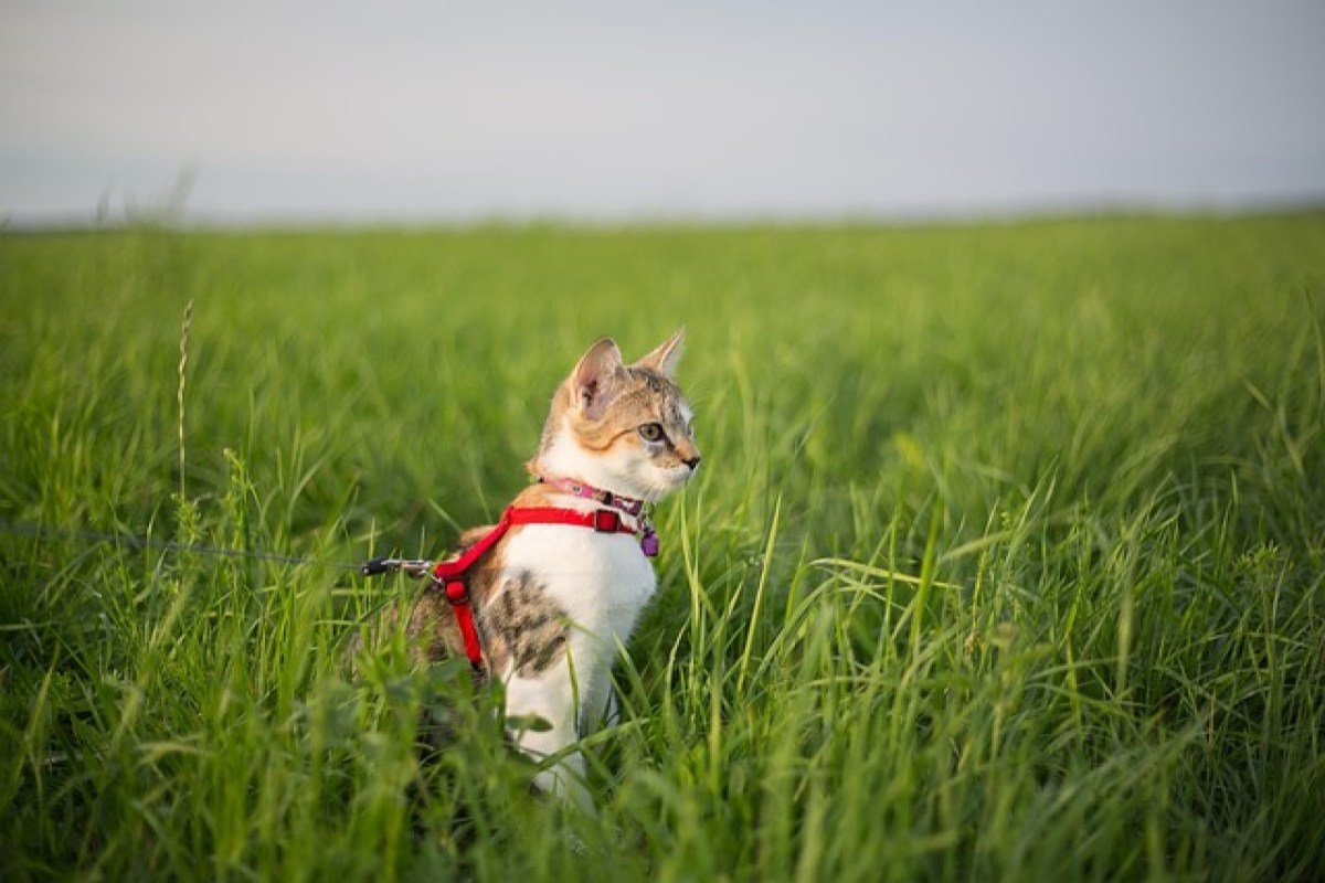 Katzen an der Leine – sinnvoller Trend oder Tierquälerei