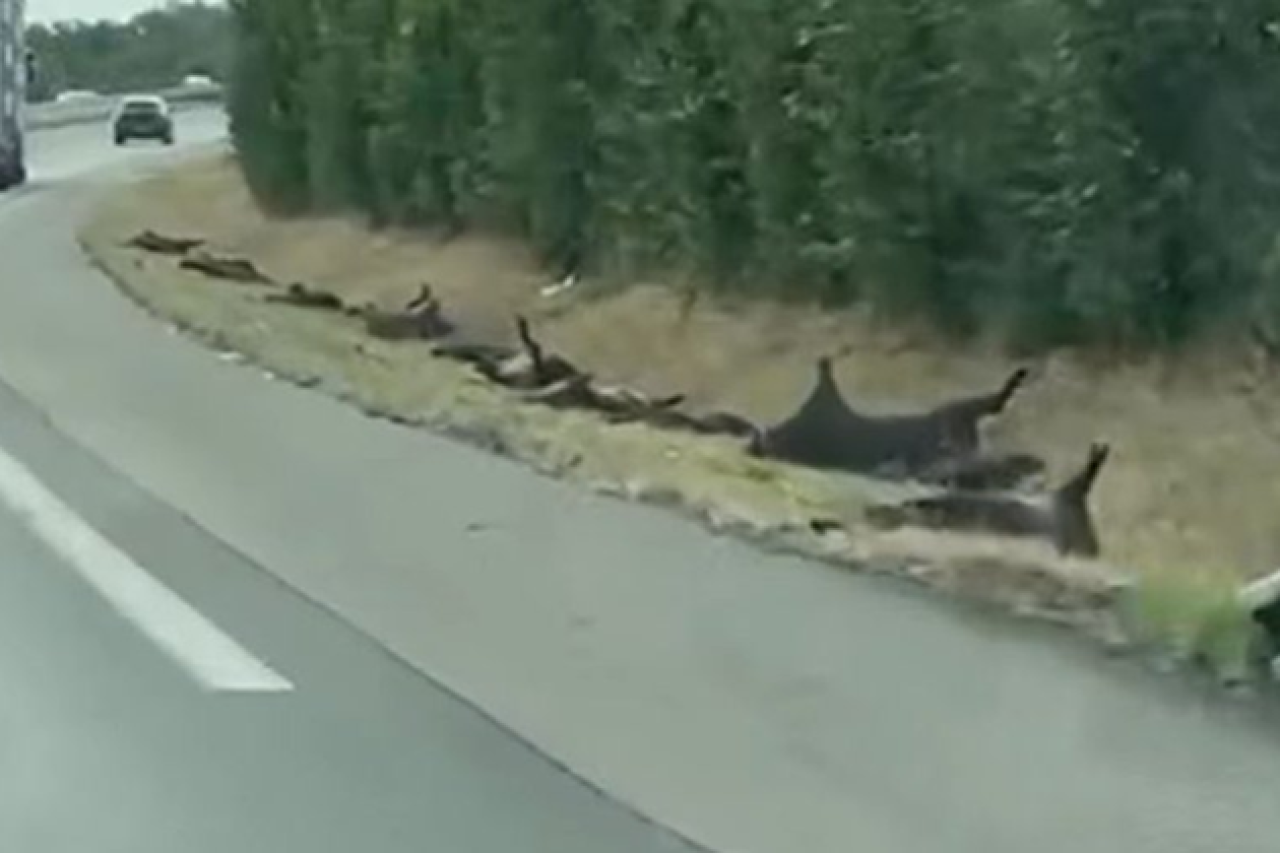 Frankreich: Darf man überfahrene Wildschweine essen?