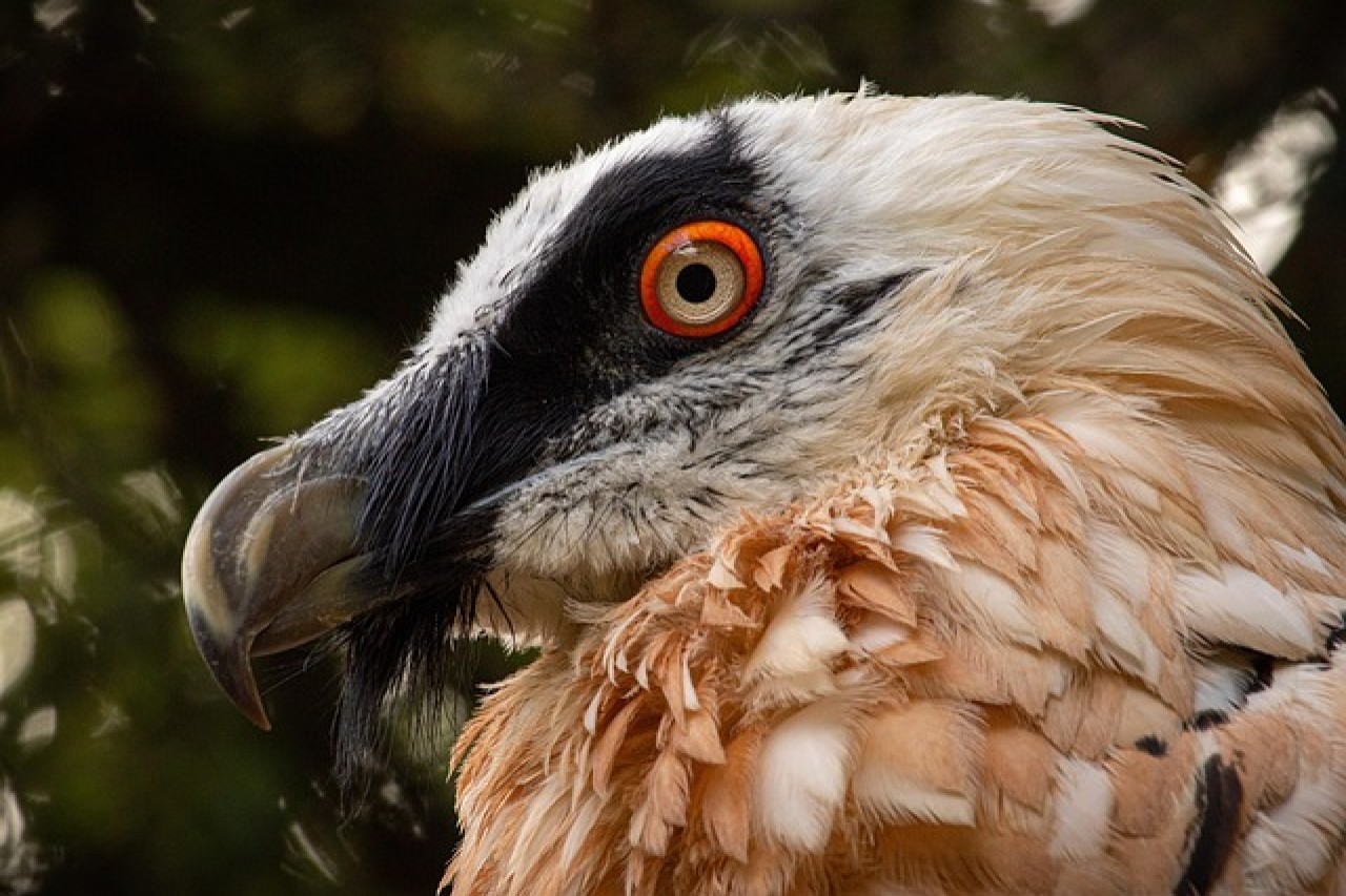 Rekordjahr für Bartgeier in der Schweiz