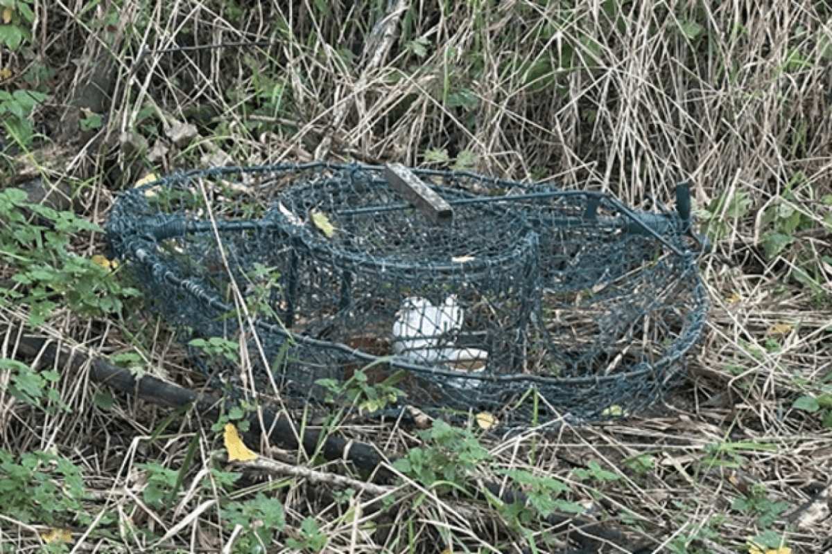 Schock im Naturschutzgebiet Hobby-Jäger soll Greifvögel gefangen haben