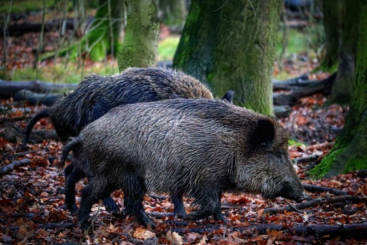 Untersuchung im Aargau Dioxinbelastung bei Wildschweinen ein Problem