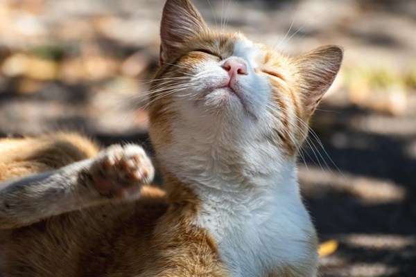Wenn Katzen auf Flöhe allergisch reagieren