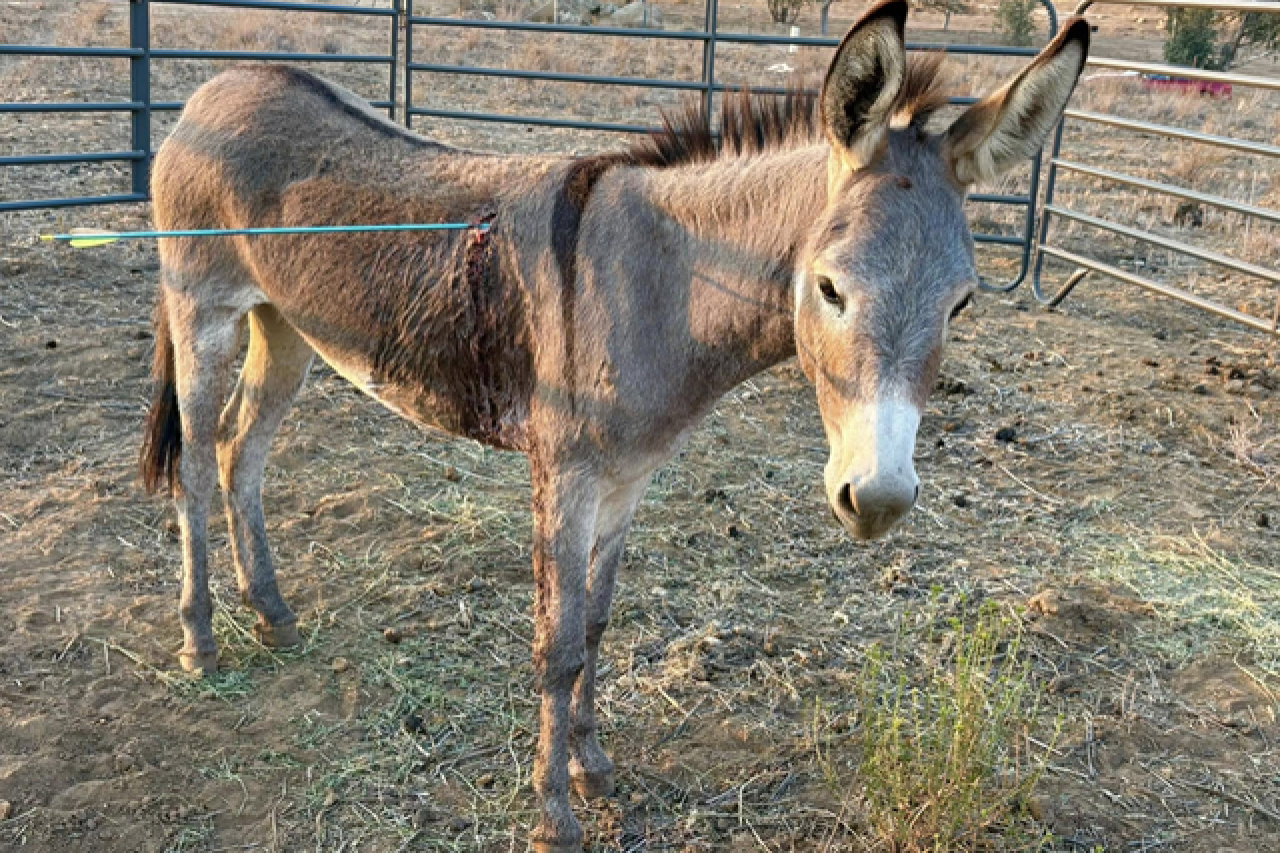Wild donkey «Cupid» survives arrow attack