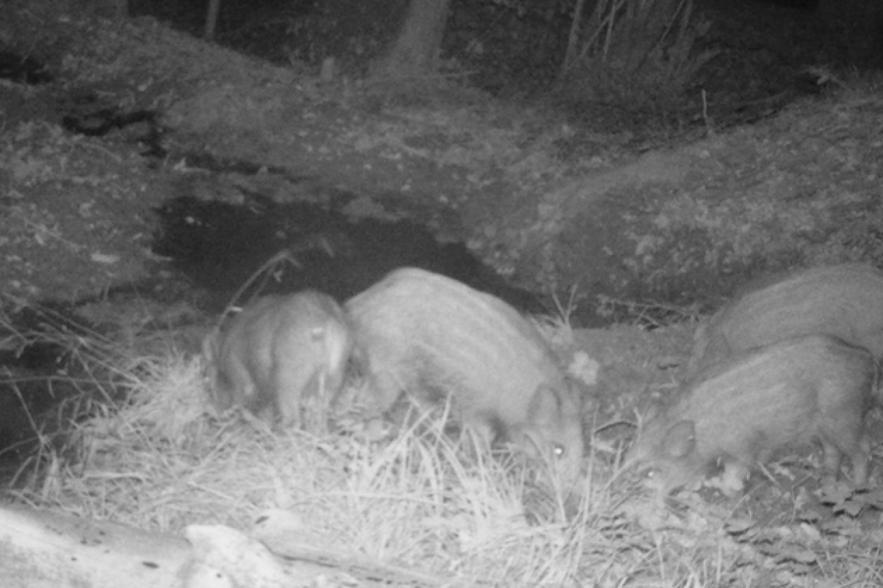 Wildschweine siedeln sich erstmals erfolgreich im Kanton Luzern an