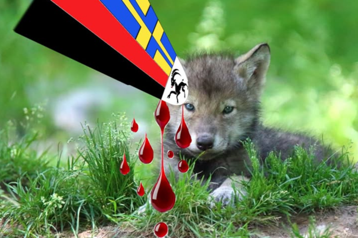 Graubünden tötet Wolfswelpen – politischer Skandal auf Kosten der Natur