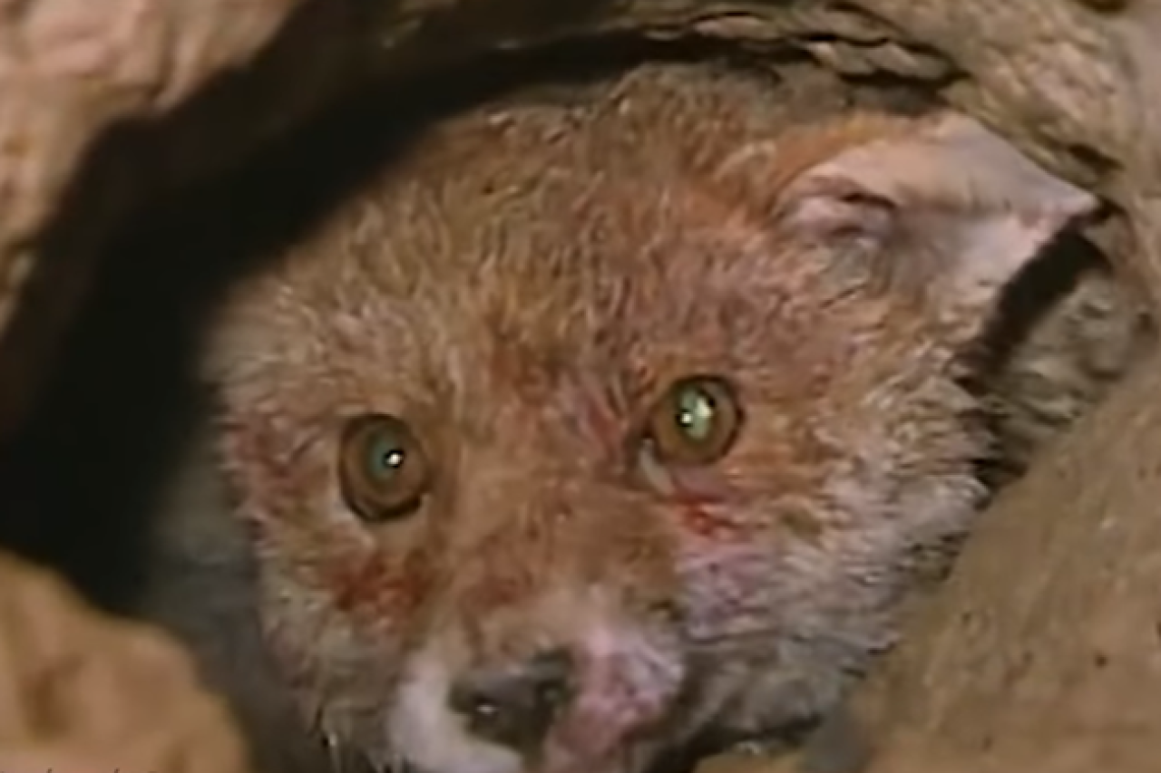 Baujagd – legale Tierquälerei im Namen der Jagdtradition