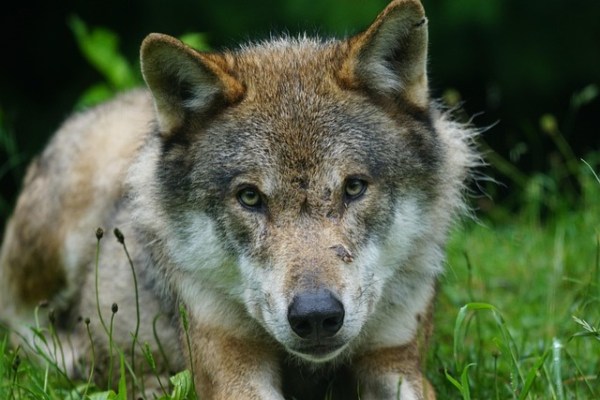 Der grosse böse Wolf hat Angst vor dir