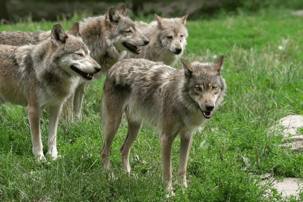 Der wahre Problemwolf sitzt im Amt