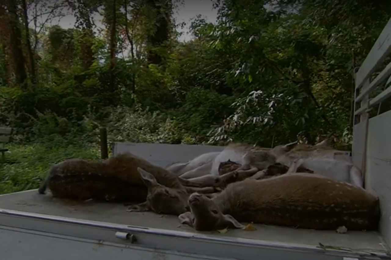 Elf Damhirsche gerissen: Niemand schaut genau hin