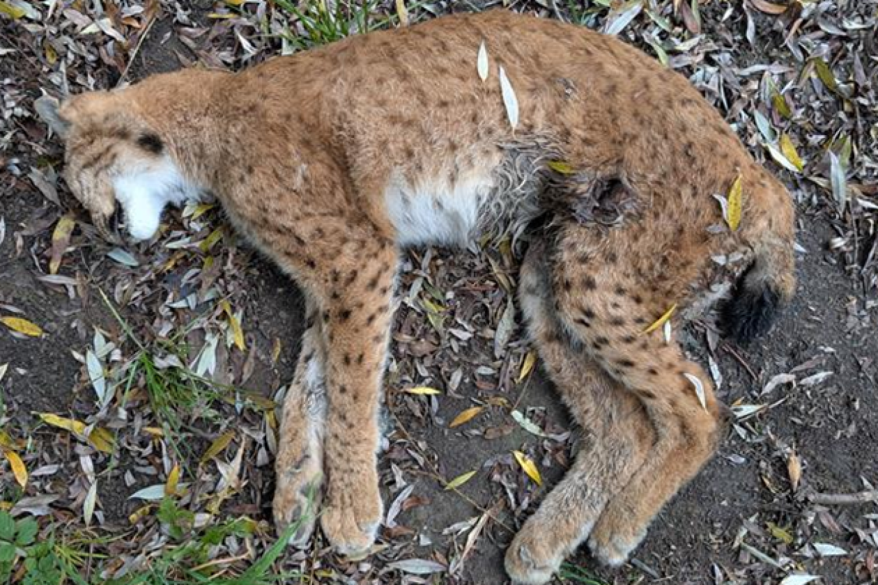 Luchswilderei im Greyerzbezirk: Amt bittet um Hinweise