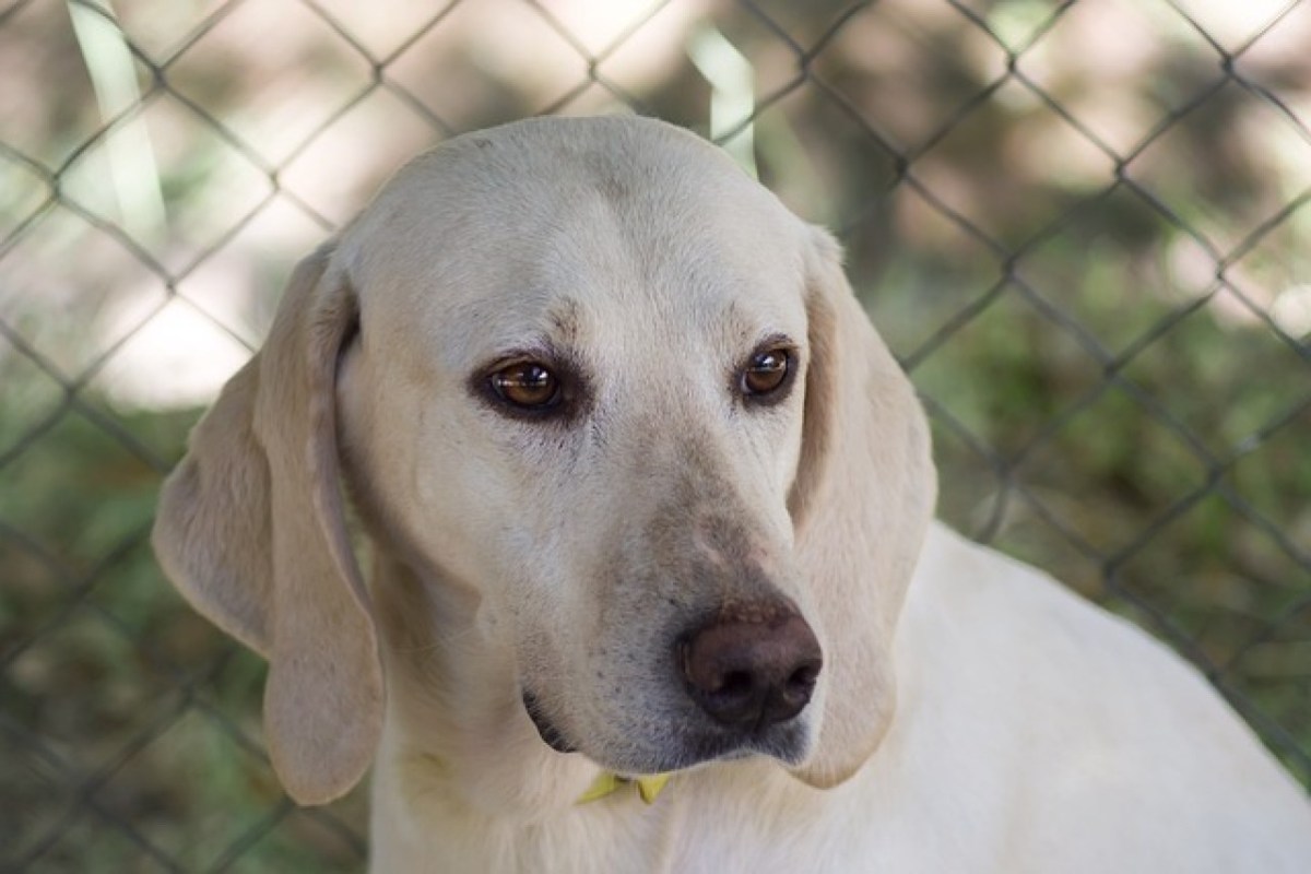 Jagdhunde – Opfer der Hobby-Jagd