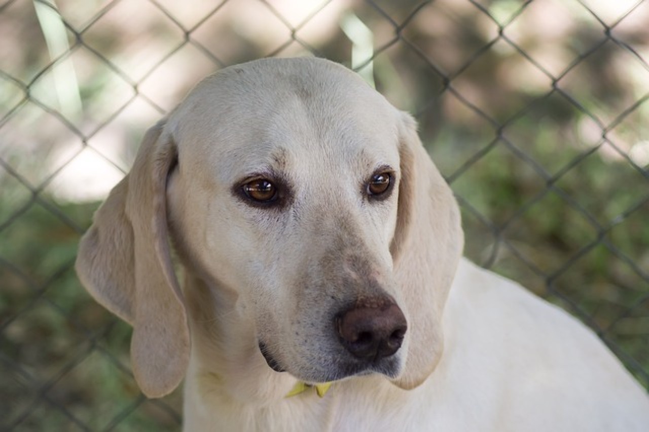 Jagdhunde – Opfer der Hobby-Jagd