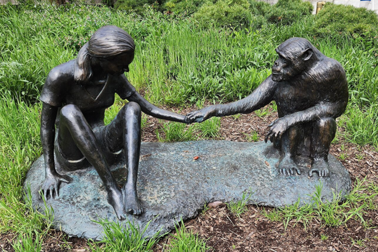 Jane Goodall, weltbekannte Verhaltensforscherin und Naturschützerin, mit 91 Jahren gestorben