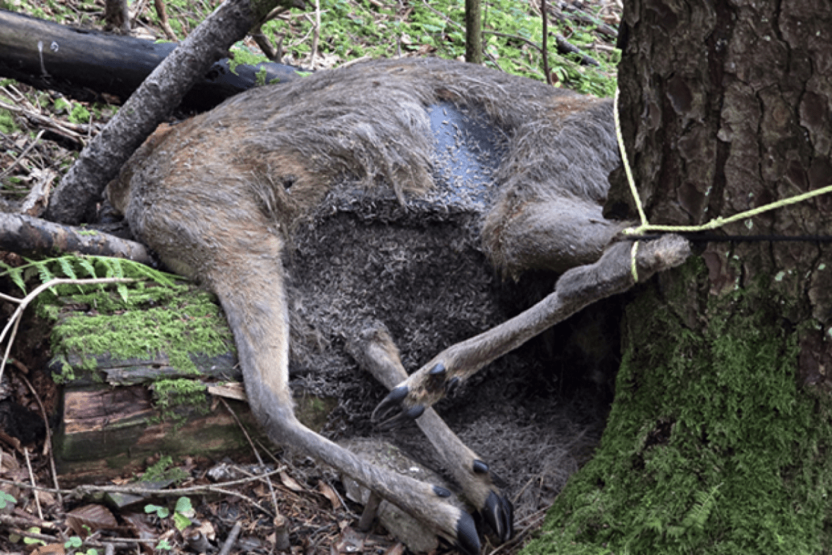 Kanton Schwyz nutzt verbotene Anfütterung für Wolfsjagd