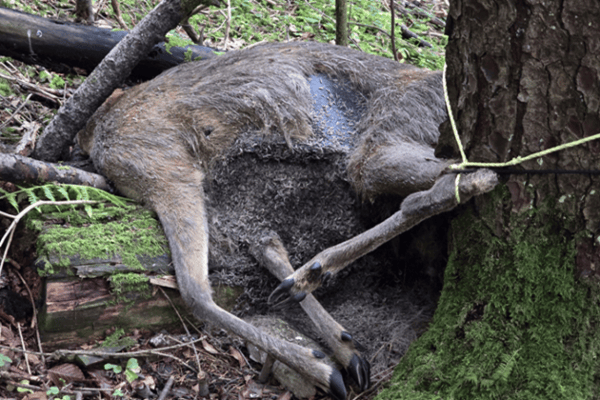 Wolfsjagd Kanton Schwyz: Verbotene Anfütterung
