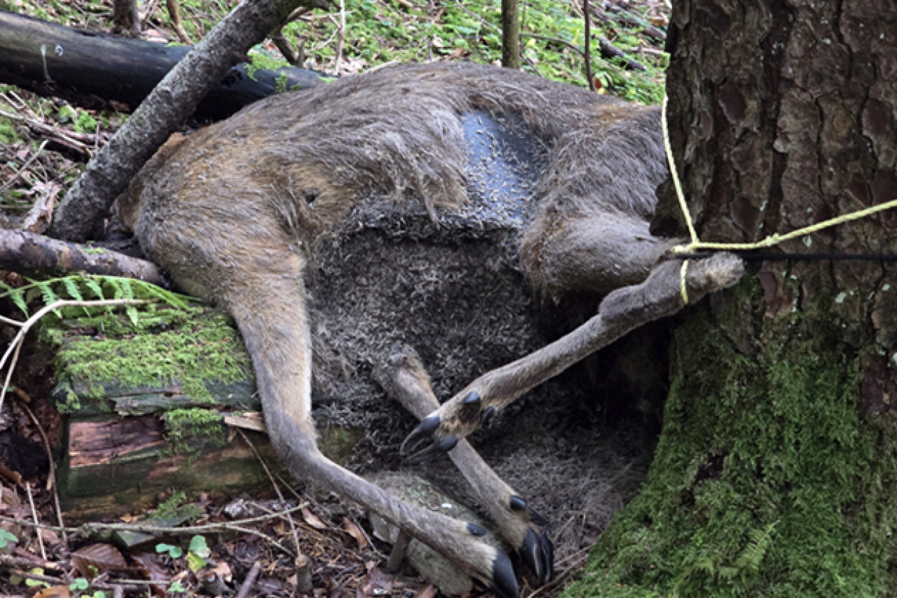 Le canton de Schwyz utilise un nourrissage interdit pour la chasse au loup
