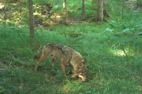 Kopfgeld auf Wölfe: Kanton Schwyz und die Jagdlobby