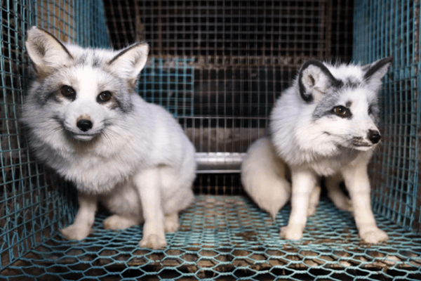 L'allevamento di animali da pelliccia nell'UE è antieconomico da anni