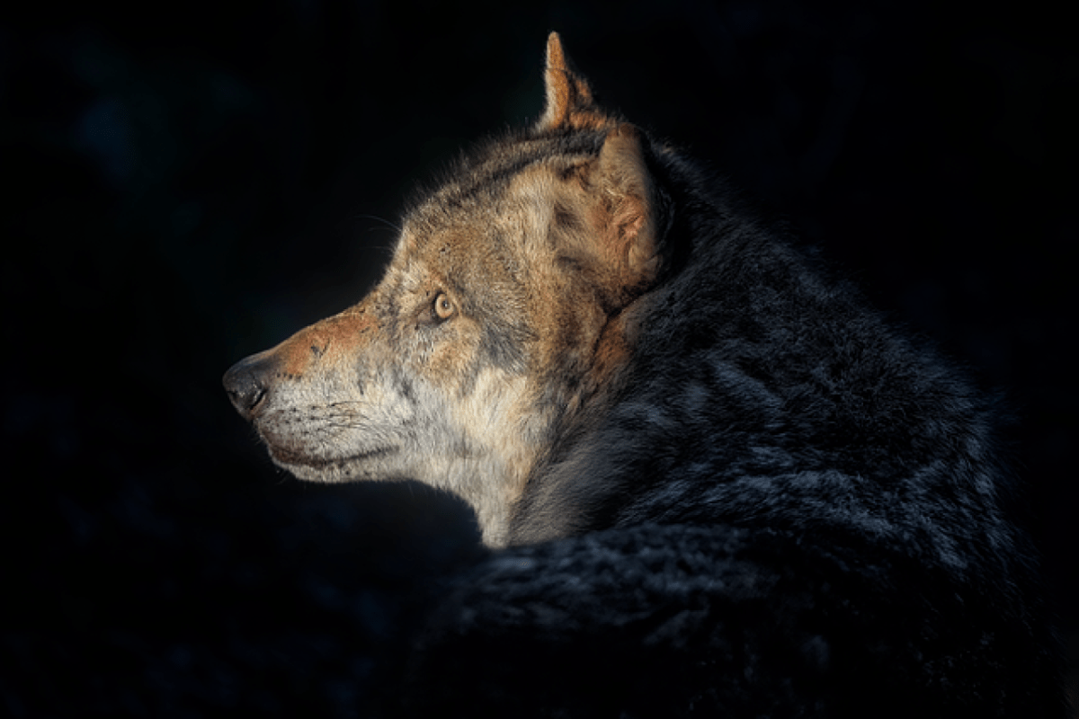 Regulierung ohne Grundlage Neue Kritik am Walliser Wolfsmanagement