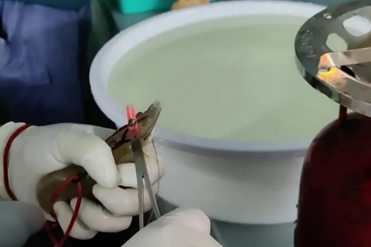 Schockierende Praktiken in Garnelenzucht – Kritik an Supermärkten in Deutschland