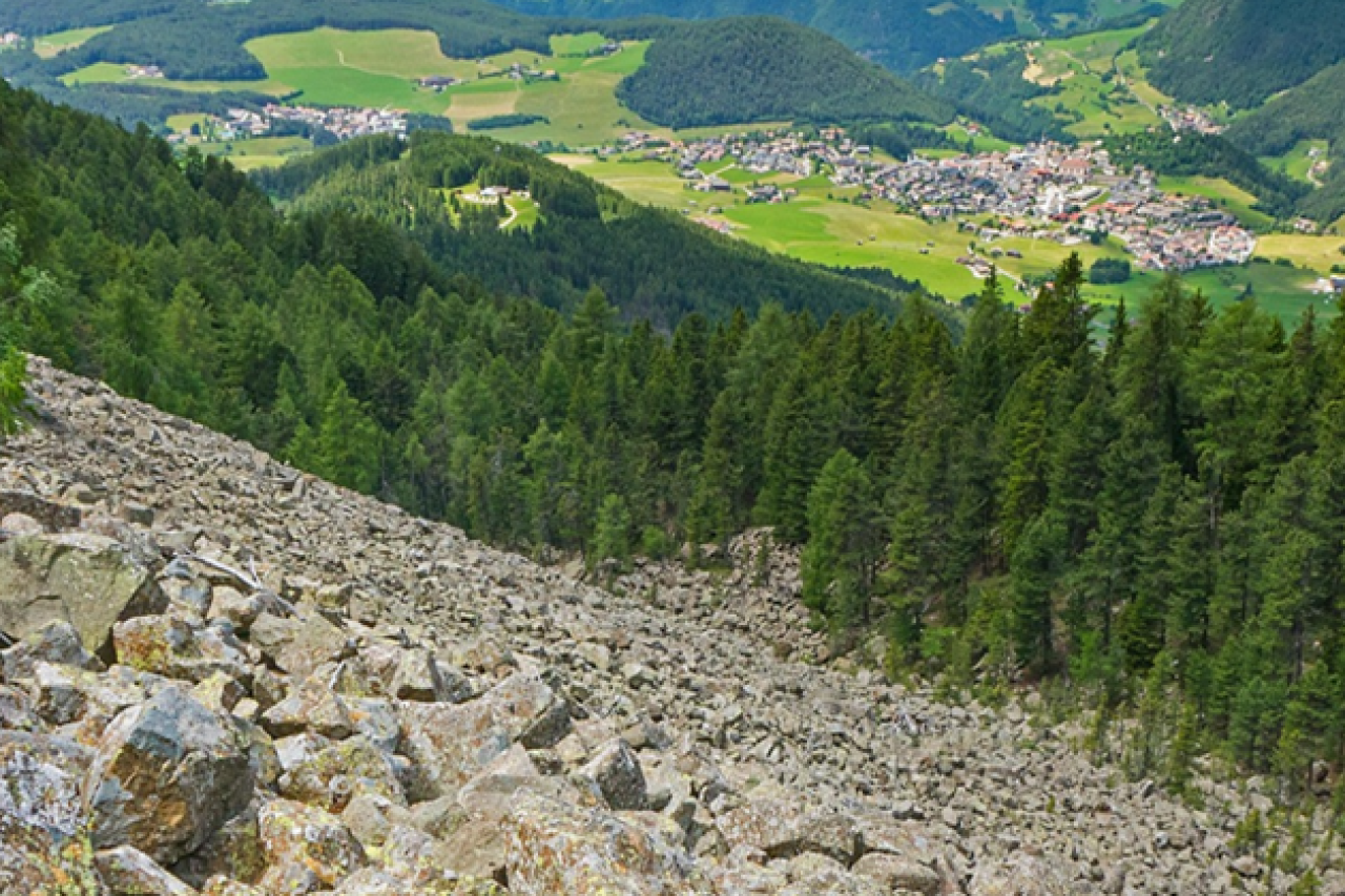 Sonderjagden 2025 Mehr Abschüsse – statt auf den Wolf zu hören