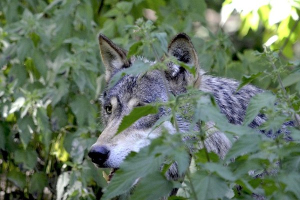 Stellungnahme zur geplanten Wolfsregulierung im Unterengadin