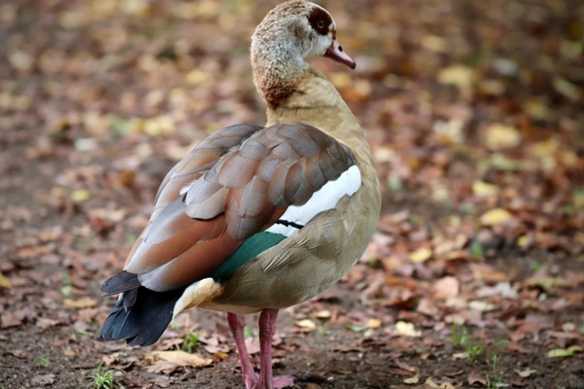Verletztes Wildtier im Garten Warum Hobby-Jäger nicht einfach eindringen dürfen