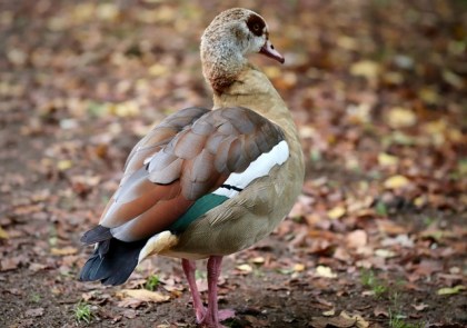 Verletztes Wildtier im Garten Warum Hobby-Jäger nicht einfach eindringen dürfen