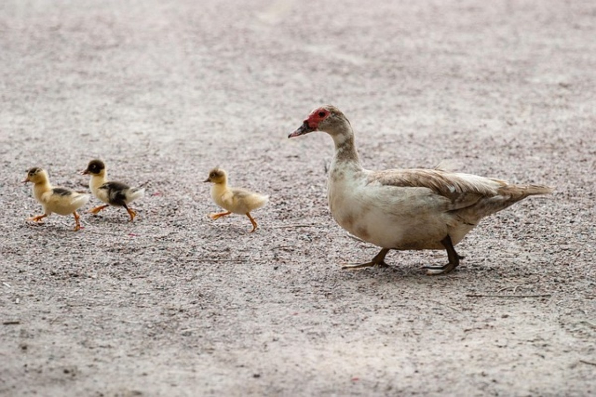 Vogelgrippe Die Jagd auf Sündenböcke