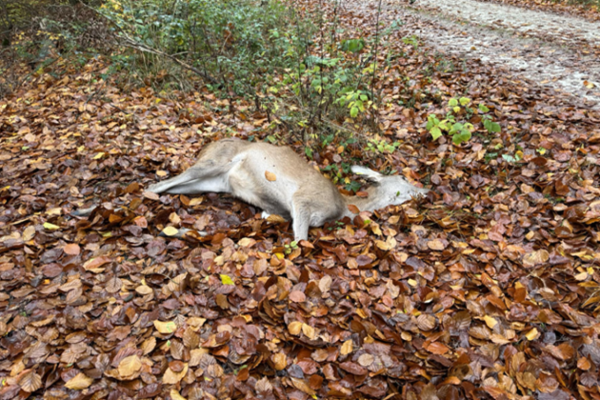 Wehrheim: drijfjacht toont het lelijke gezicht