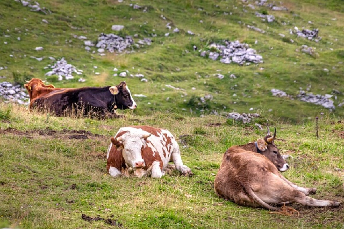 Wenn Schafe, Rinder und Co. Raum für Wildtiere besetzen