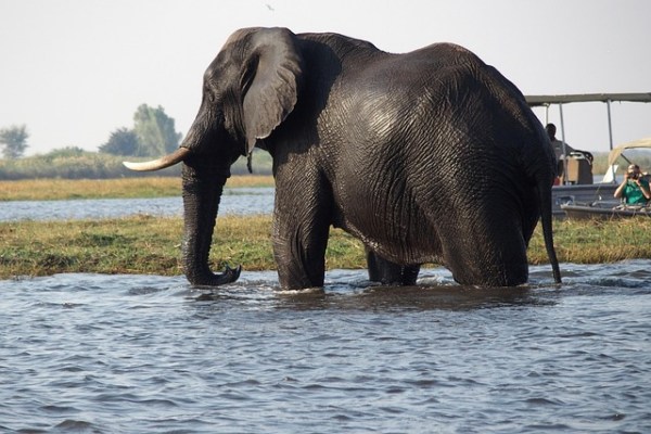 Il turismo venatorio in Botswana spacciato per «progetto di tutela»