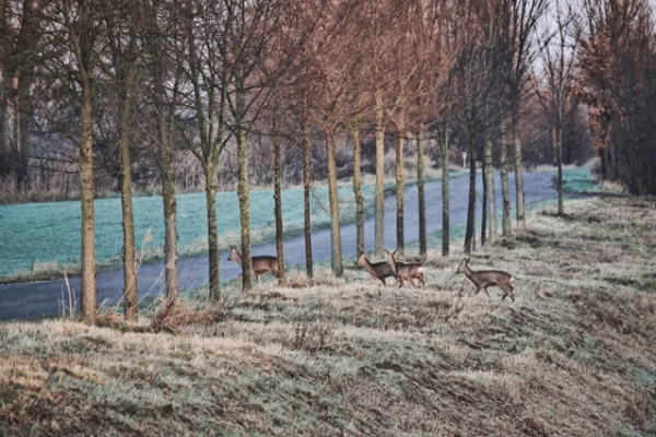 Wildwissel: meer gevaar na de tijdsomschakeling
