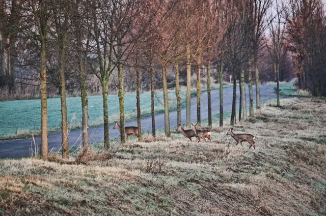 Wildwechsel Mehr Gefahr nach der Zeitumstellung
