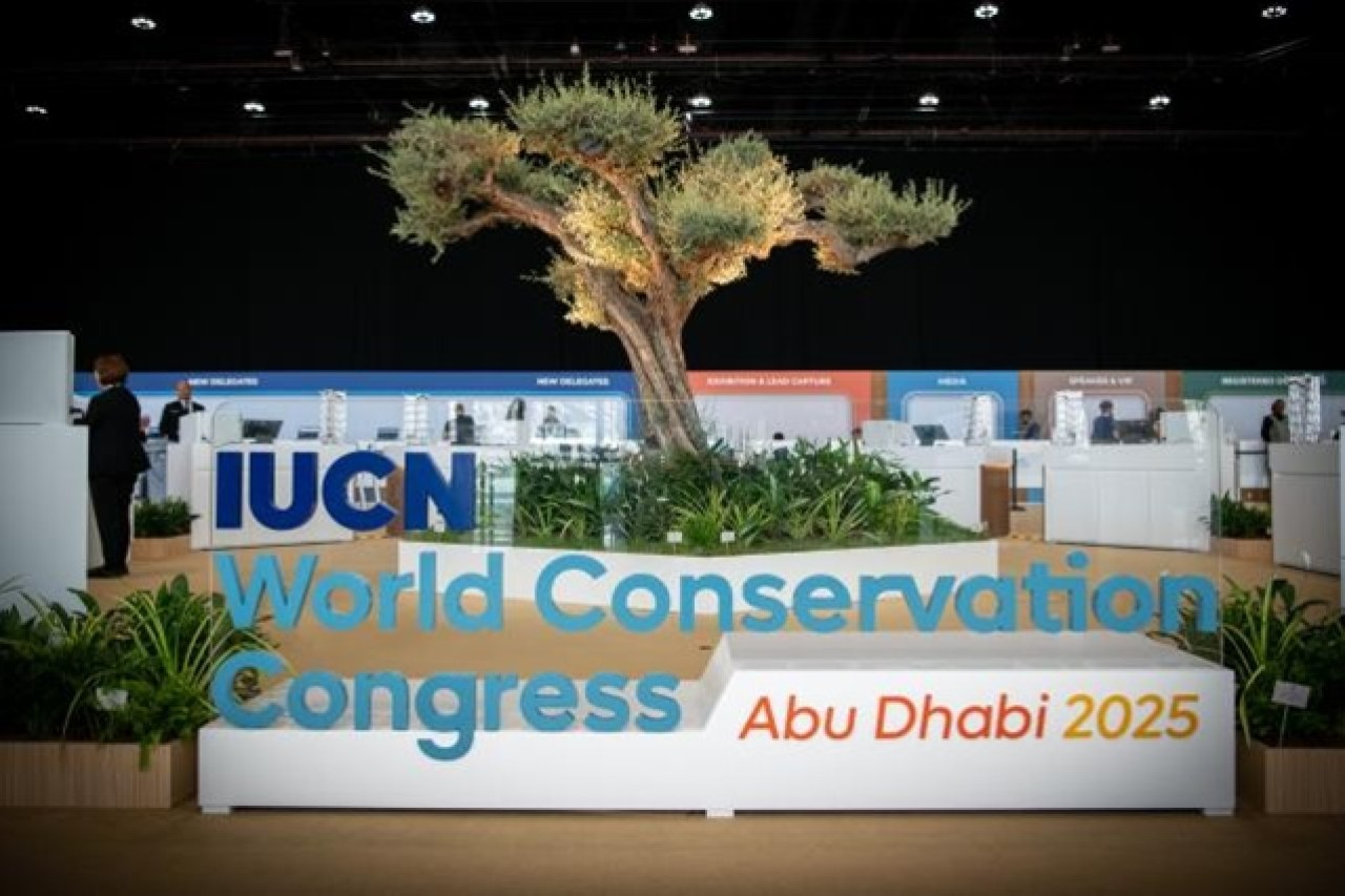 L'IUCN critica l'abbattimento dei lupi in Svizzera previsto per il 2025.