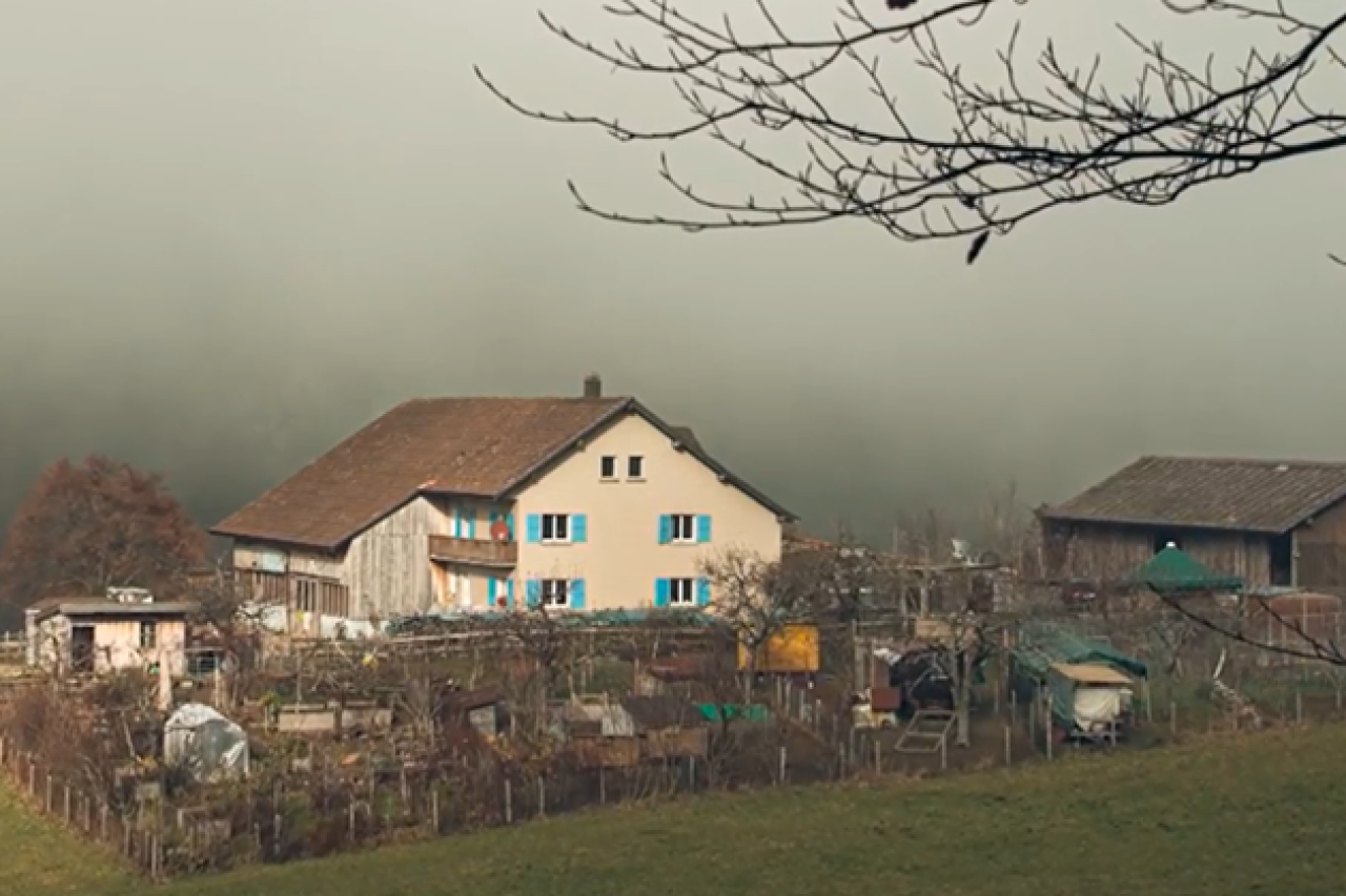 120 собак приспали: нехтування тваринами в Рамісвілі