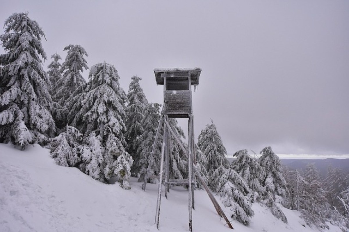 Blut im Schnee Warum Schweizer Winterjagd Tieren ihre letzten Kräfte raubt