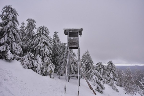 Sangue nella neve: la caccia invernale priva gli animali delle forze