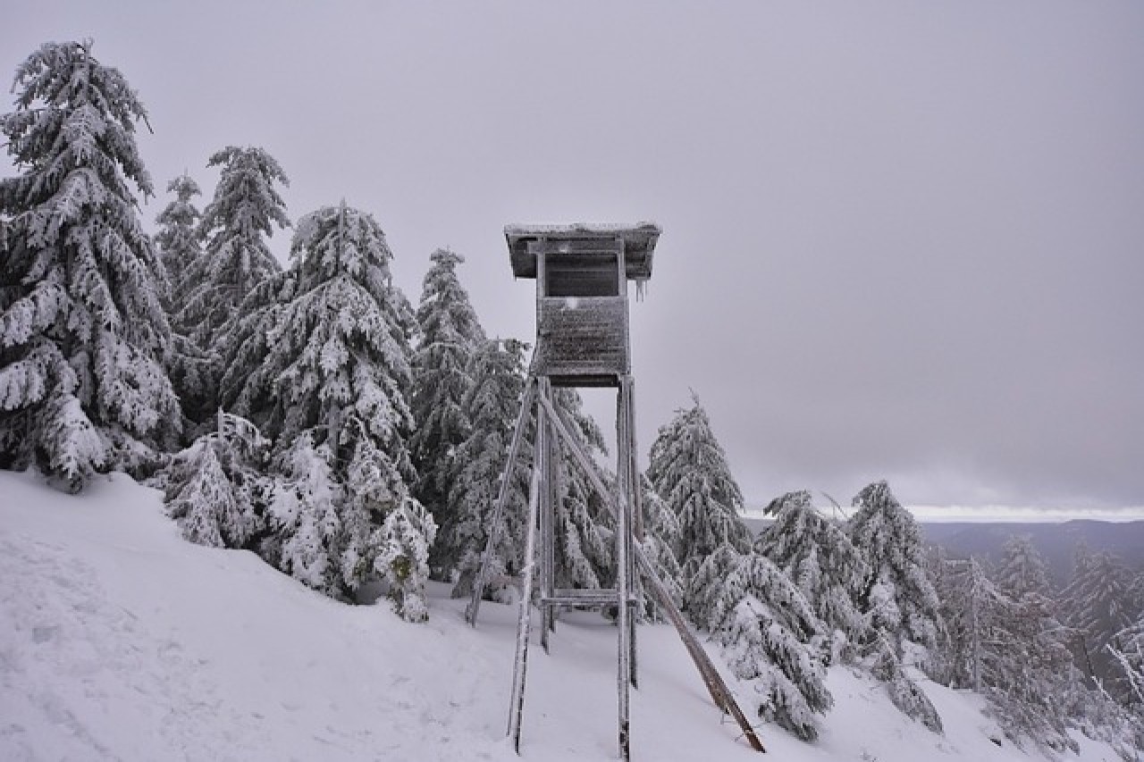 Blut im Schnee: Winterjagd raubt Tieren die Kraft