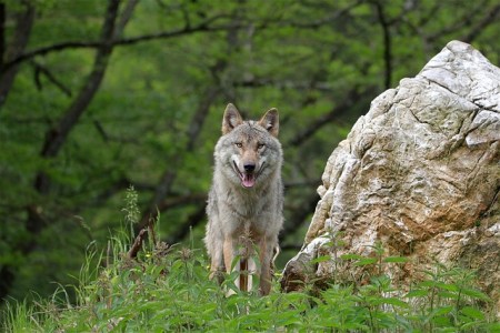 Deutschland erklärt den Wolf für „günstig“