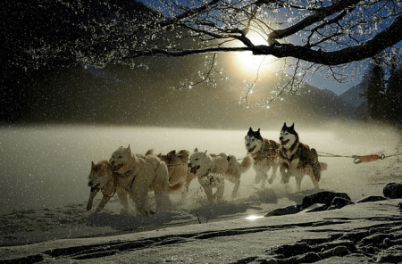 Die verborgene Tierleid-Krise hinter Finnlands Husky-Safaris