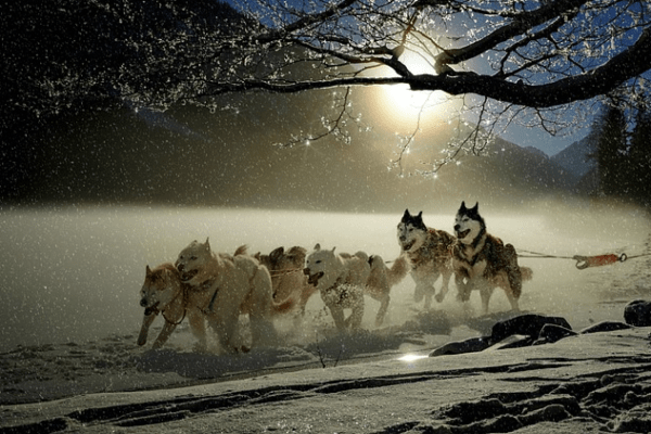 Finnlands Husky-Safaris: Verborgene Tierleid-Krise