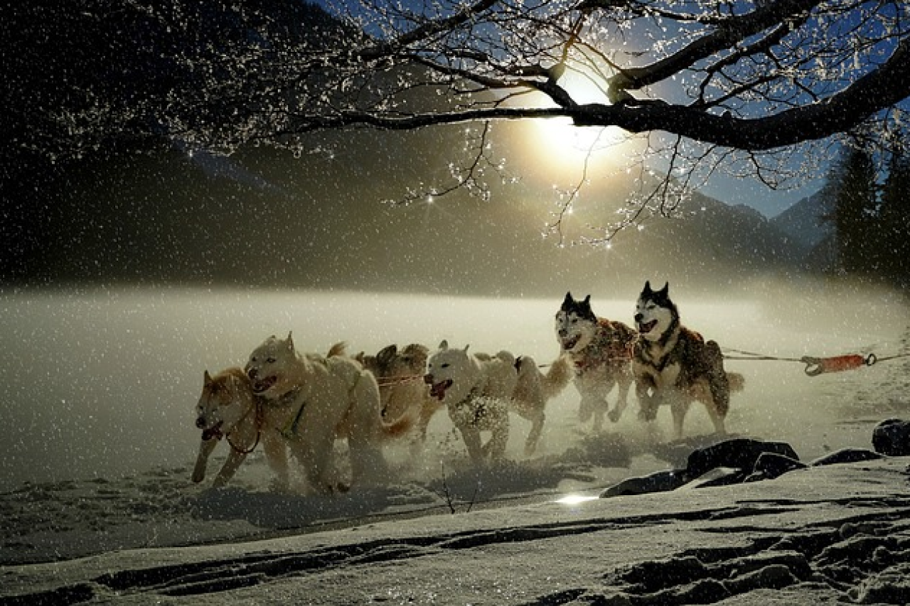 Finnlands Husky-Safaris: Verborgene Tierleid-Krise