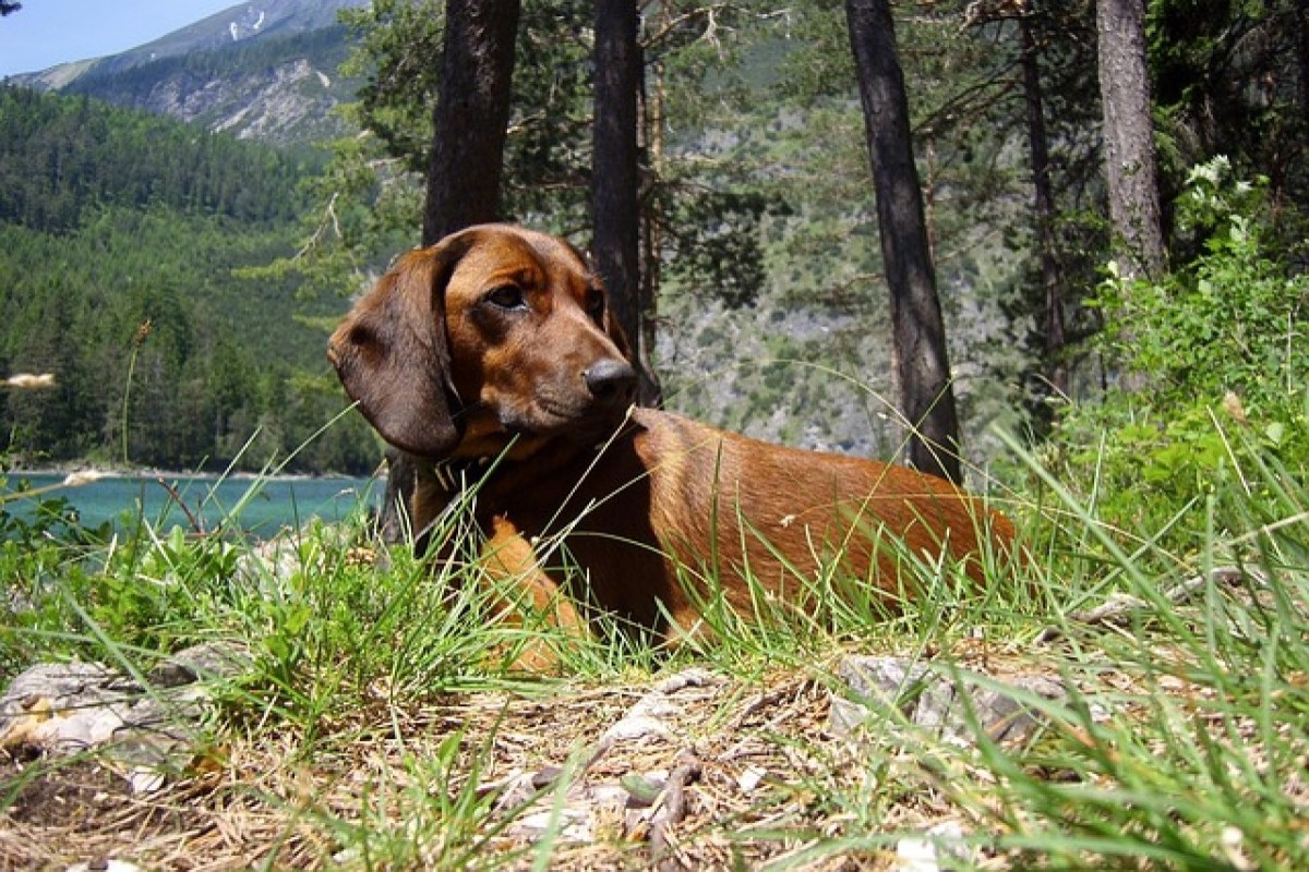 EU einigt sich auf erste Verordnung zum Schutz von Hunden und Katzen