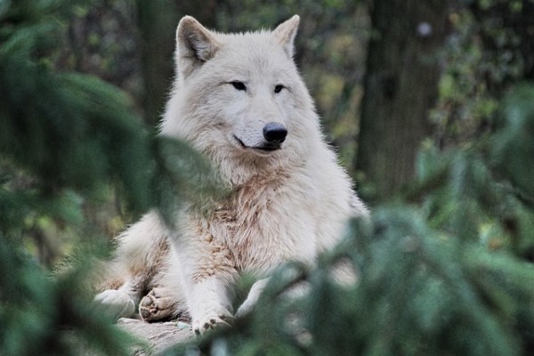 La Finlande tire sur le loup