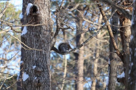 Grauhörnchen, Waschbär und Nutria sind nicht das Problem, sondern unser Jagdsystem