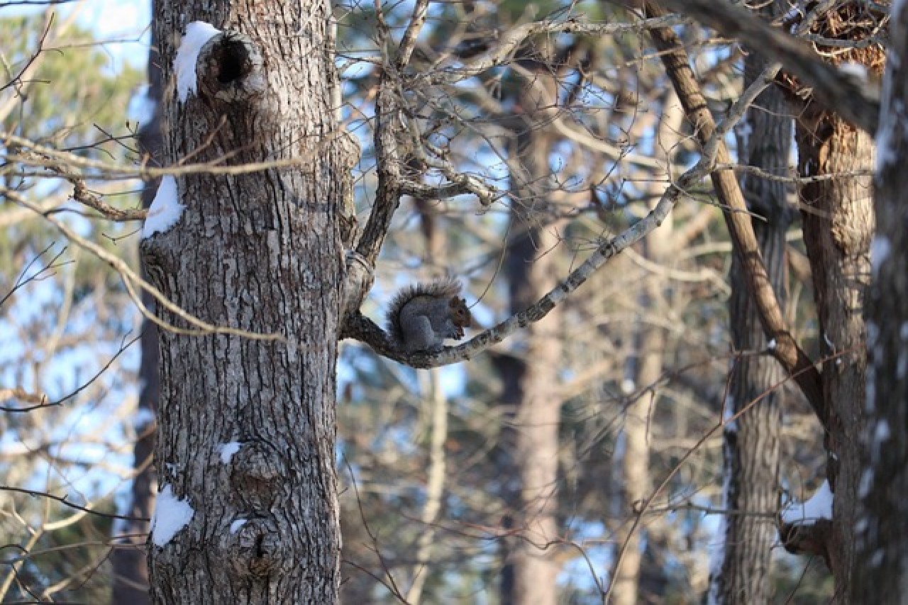 Scoiattoli grigi, procioni e nutrie: non sono il problema