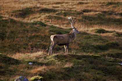 Hobby Jäger in Graubünden haben versagt